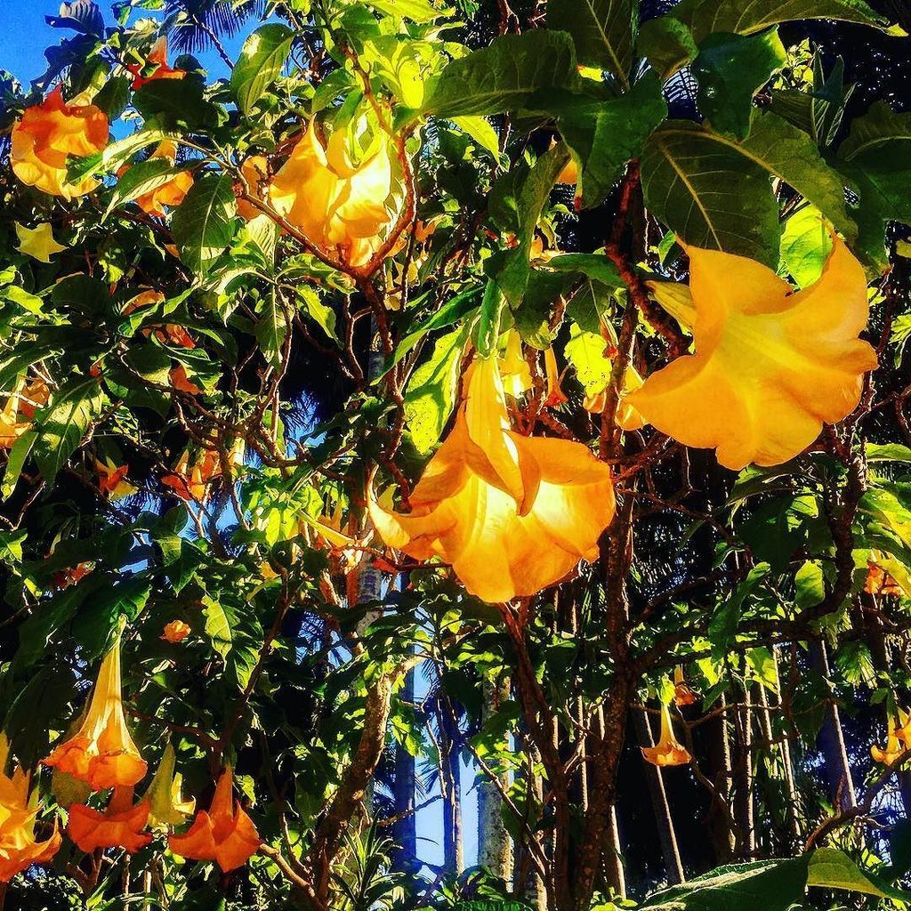 JuliaRecord's tweet image. Nature at its finest #australianspring #sydneyharbour 🌼🌼🌼 ift.tt/2eaM6r2