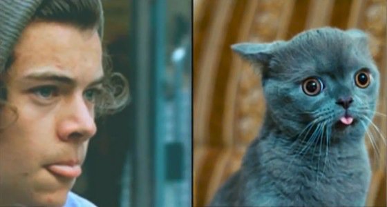 crawolfie's tweet photo. -kitten- https://t.co/OpDiLGZTsR