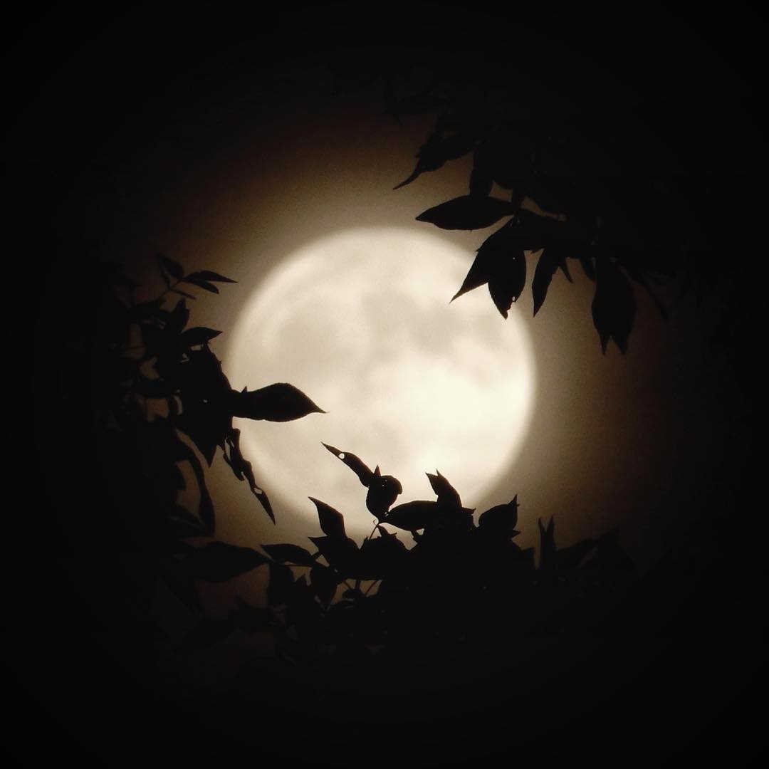 ABC7NY's tweet photo. Beautiful! Tonight's Hunter's Moon shines bright over Long Island. (Photo: cristina.p14/Instagram) https://t.co/qO8vwcNMy3