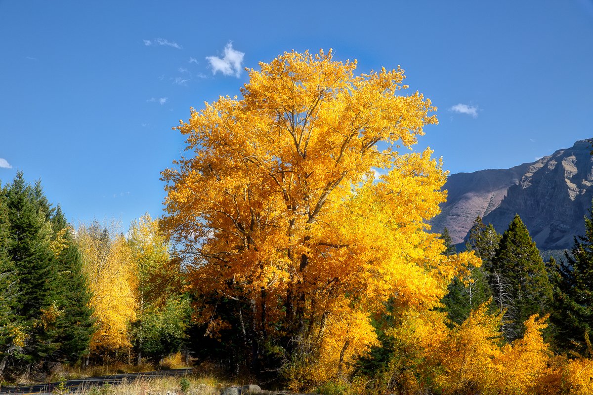 There's nothing quite like a fall adventure in Glacier National Park!