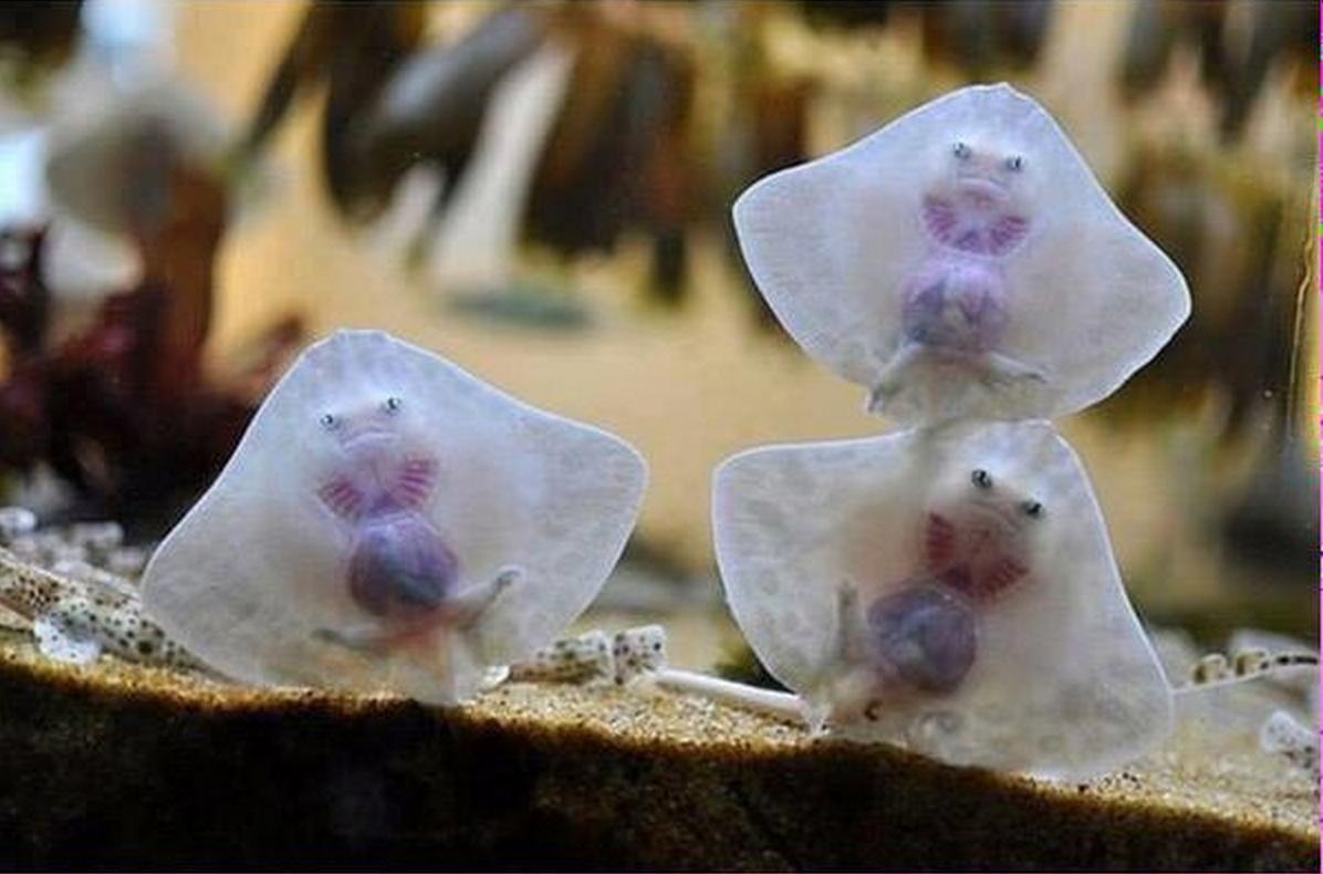 Fish_Feel's tweet image. These baby #stringrays are killing us with #cuteness! 😊

#Animals #Sealife #FishAreFriendsNotFood #Rays #Fish