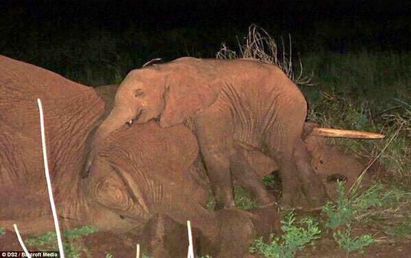 isaacBIOvega's tweet photo. NO compres MARFIL 🐘🆘
Cada año furtivos matan 30.000 #elefantes y sus crías como este chiquitín se quedan SIN FUTURO. https://t.co/FF7kdCNsAz
