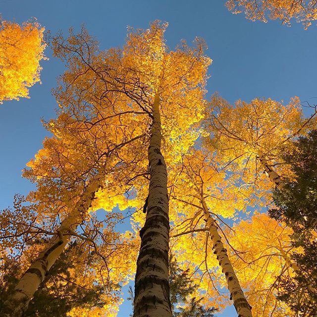 AZSnowbowl tweet picture
