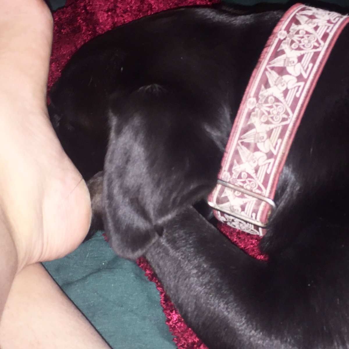 derpydogVT's tweet image. So. Sleepy. Must. Snuggle. #dogsoftwitter