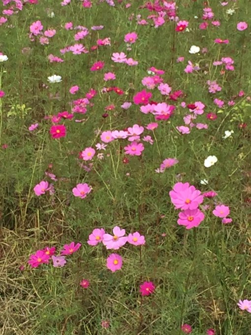 埼玉県 コスモス畑 見頃 開花状況 アクセス
