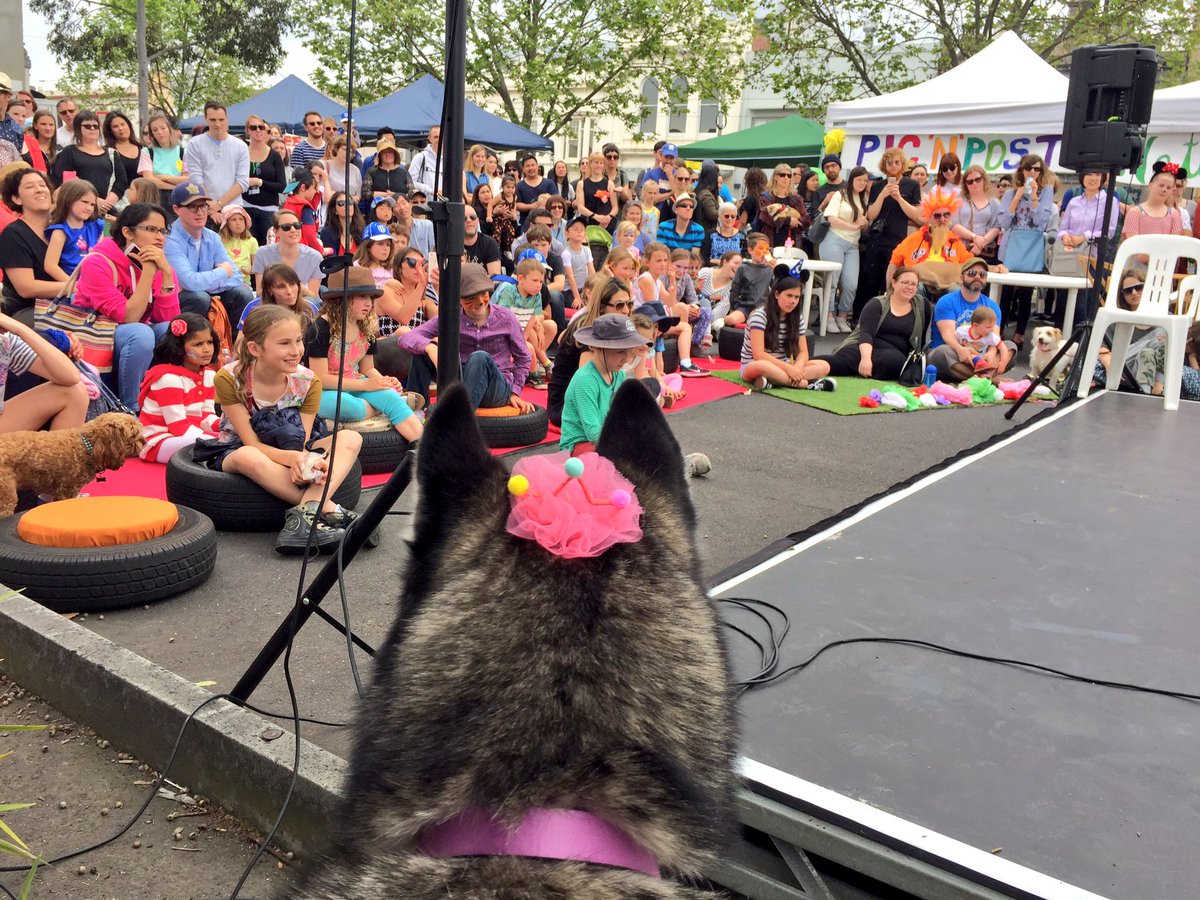 TullySmith's tweet image. Backstage at #northmelbourne #springfling2016. My #husky Misha is up for best veteran 🐕#siberianhusky #melbourne