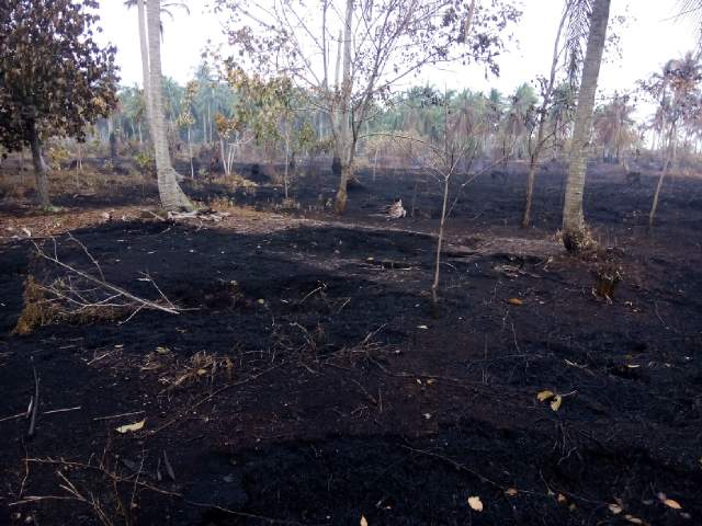Karhutla di Pulau Ransang Kab Kep Meranti Riau berhasil dipadamkan. Inilah penampakan bekas terbakar <a href="/jokowi/">Joko Widodo</a> <a href="/BNPB_Indonesia/">BNPB Indonesia</a> <a href="/Pak_JK/">Jusuf Kalla</a>