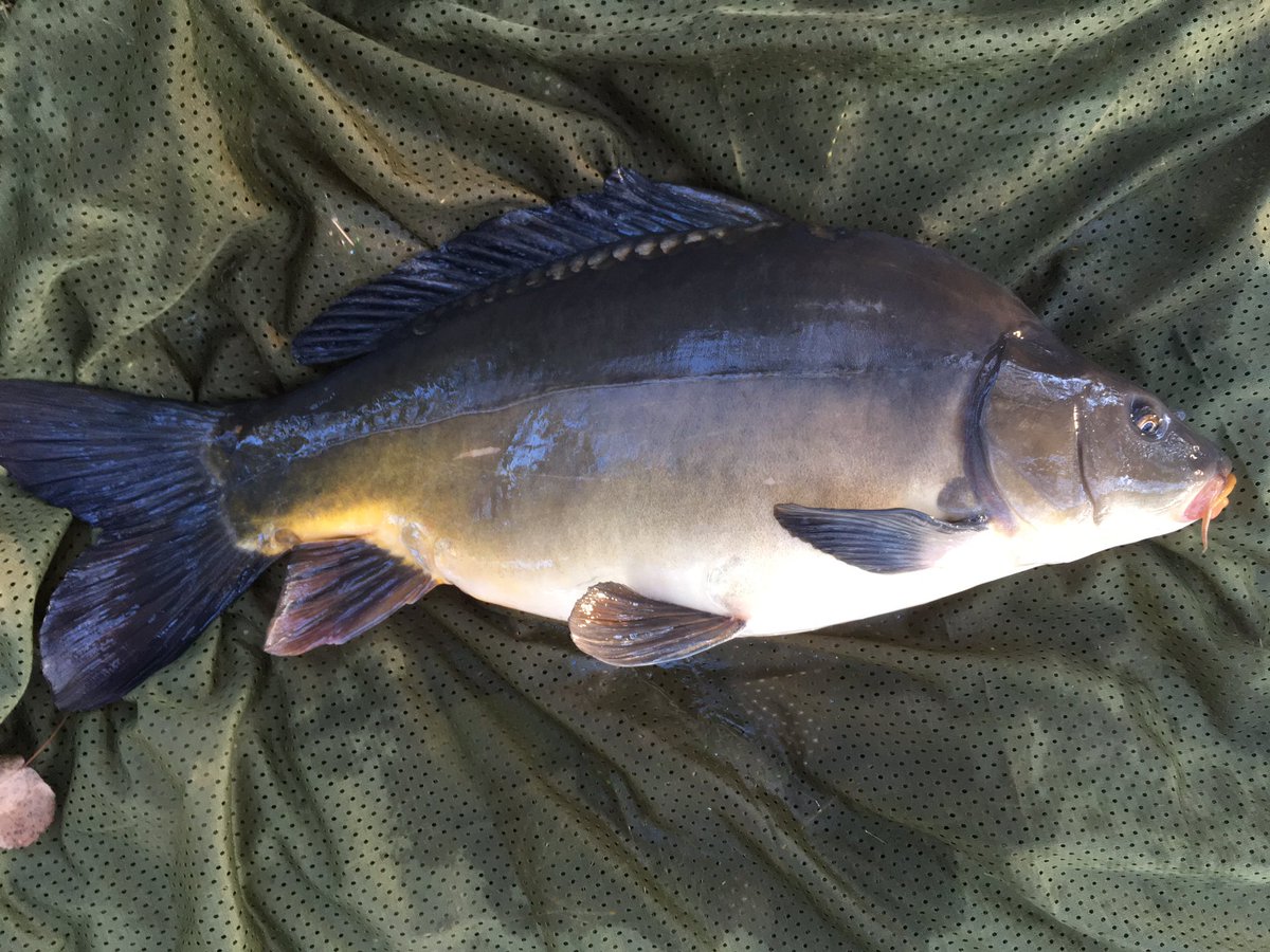 BrunoVermeire's tweet photo. Catch my first carp after 30 minutes of fishing. Great start. ๐๐ฃ#carpfishing #carp #happy #quickcatch #goodstart https://t.co/gTV3NqFGIW