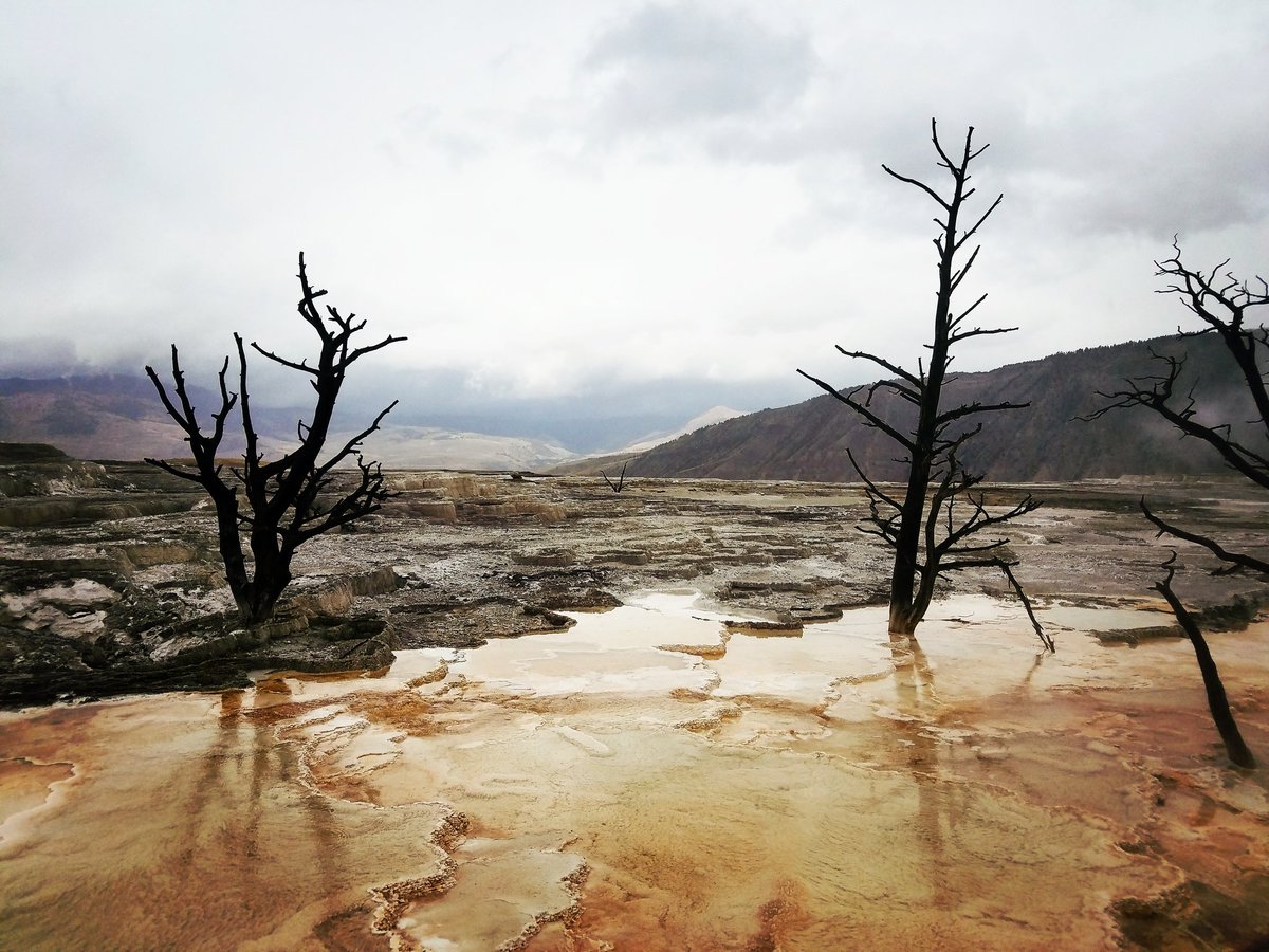 It's a beautifully grim world for the trees near any geysers #Yellowstone