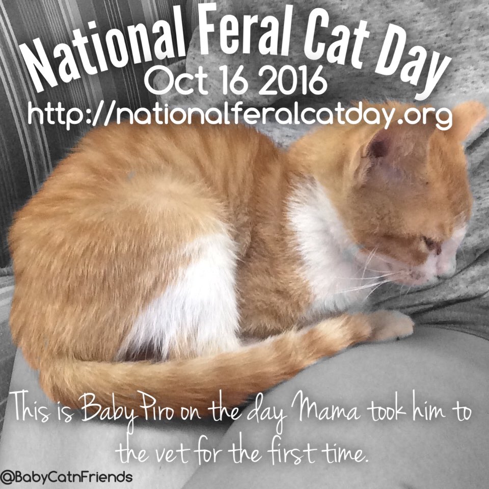 #NationalFeralCatDay please do something today in your community to help!