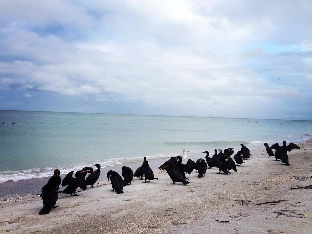 FLisSinking's tweet photo. Squad. #Florida #floridalife #florida🌴 #fllife #floridaissinking #lovefl #beachlife #gulflife #saltlife #indianrock… https://t.co/ZSHO4ZpNOE