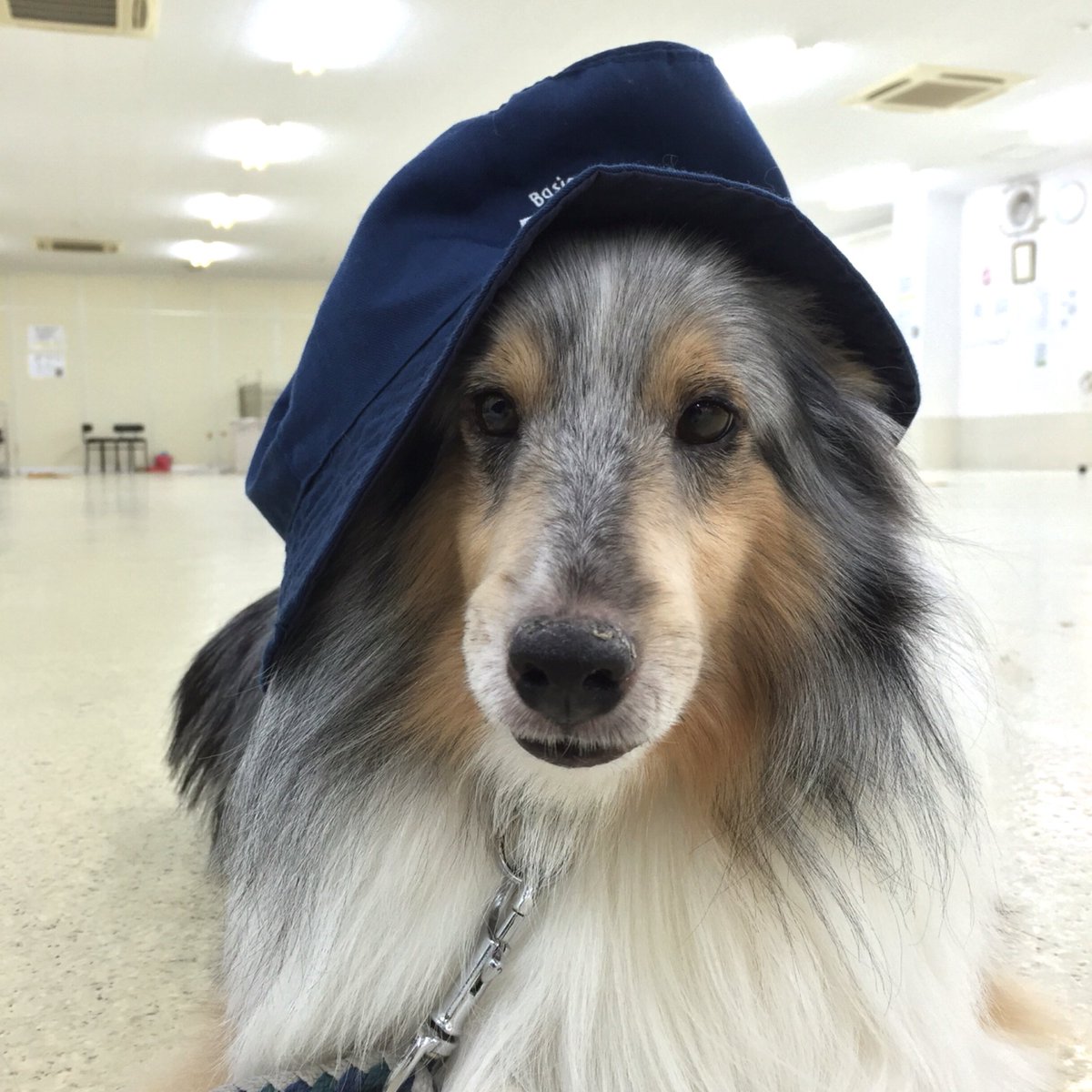 ECHO_pet's tweet photo. どのイケメンが好みですか？

#capdog
#ボーダーコリー
#シェルティ
#ジジ https://t.co/bDoyxK3epr