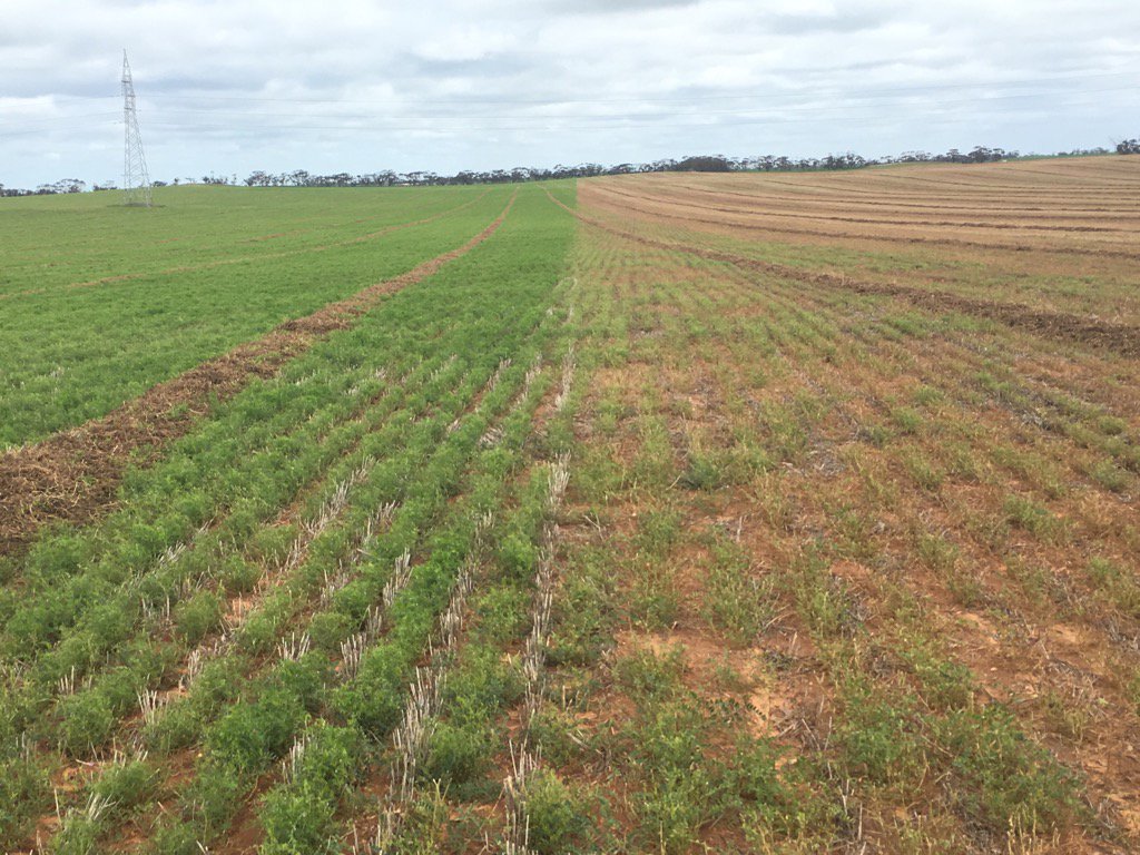 StuartPlant6's tweet photo. 2l Glyphosate before cutting vetch. With infiltrator left and Bs1000 right. https://t.co/rTfT85YrlB