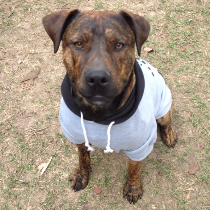 🐾Atari🐾 #puppylove #dogsoftwitter #Mylife #SundayMorning https://t.co/UoS46pVqIK<a href="/tag/puppylove"class="tags">#puppylove</a><a href="/tag/dogsoftwitter"class="tags">#dogsoftwitter</a><a href="/tag/mylife"class="tags">#Mylife</a><a href="/tag/sundaymorning"class="tags">#SundayMorning</a>