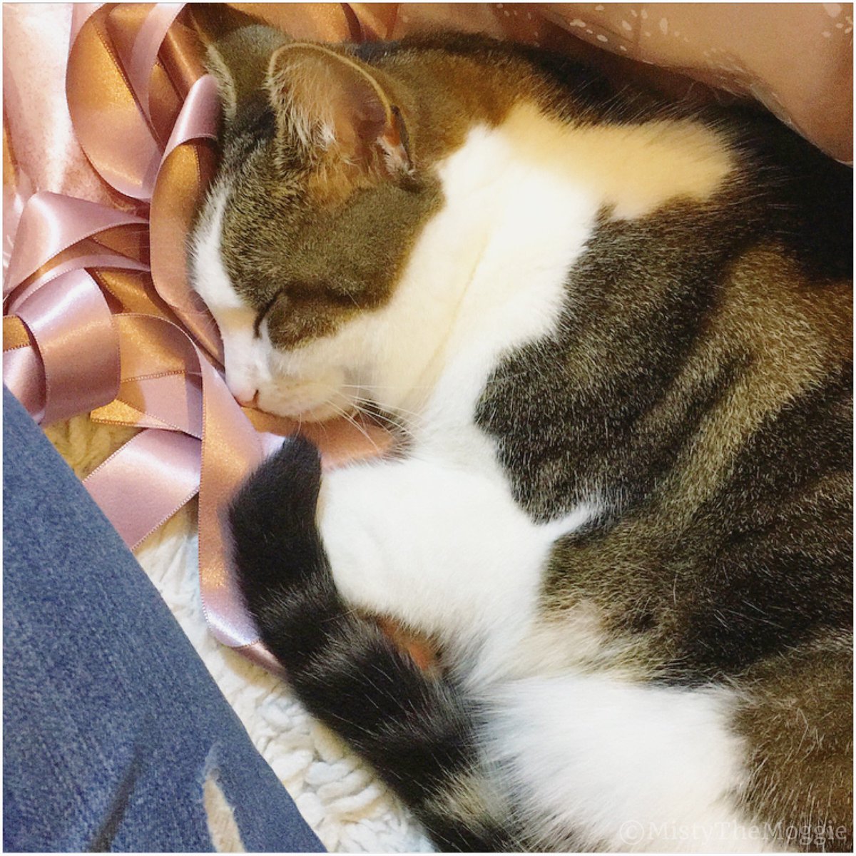 mistythemoggie's tweet photo. Ribbon inspection, can it sleep? #caturday #CatBuzz #petcare #purringmachine #catsofvine #catboxsunday #CatsOfTwitter #cute #catsofinstagram https://t.co/ceu07NCJhT