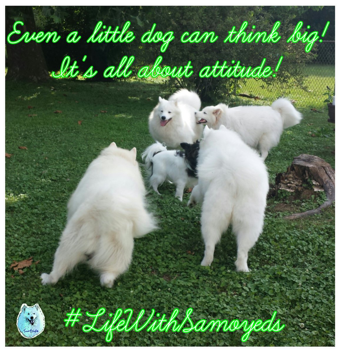 Surfside Sam 💜🌊 tweet media