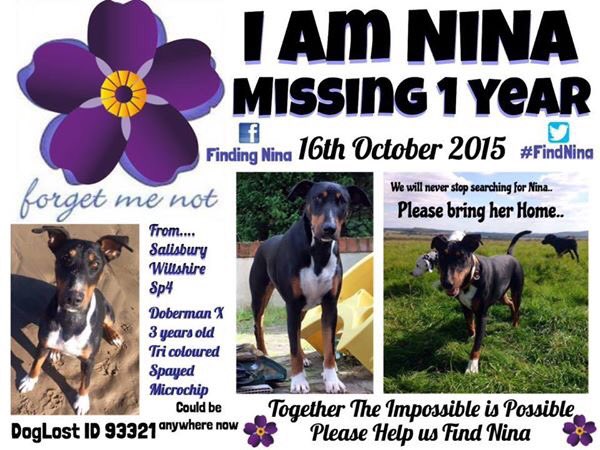 💔 #MissingOneYear #FindNina #MissingDog 16.10.15 #Hurdcott #Salisbury #Wiltshire #scanme #StopPetTheft 💔