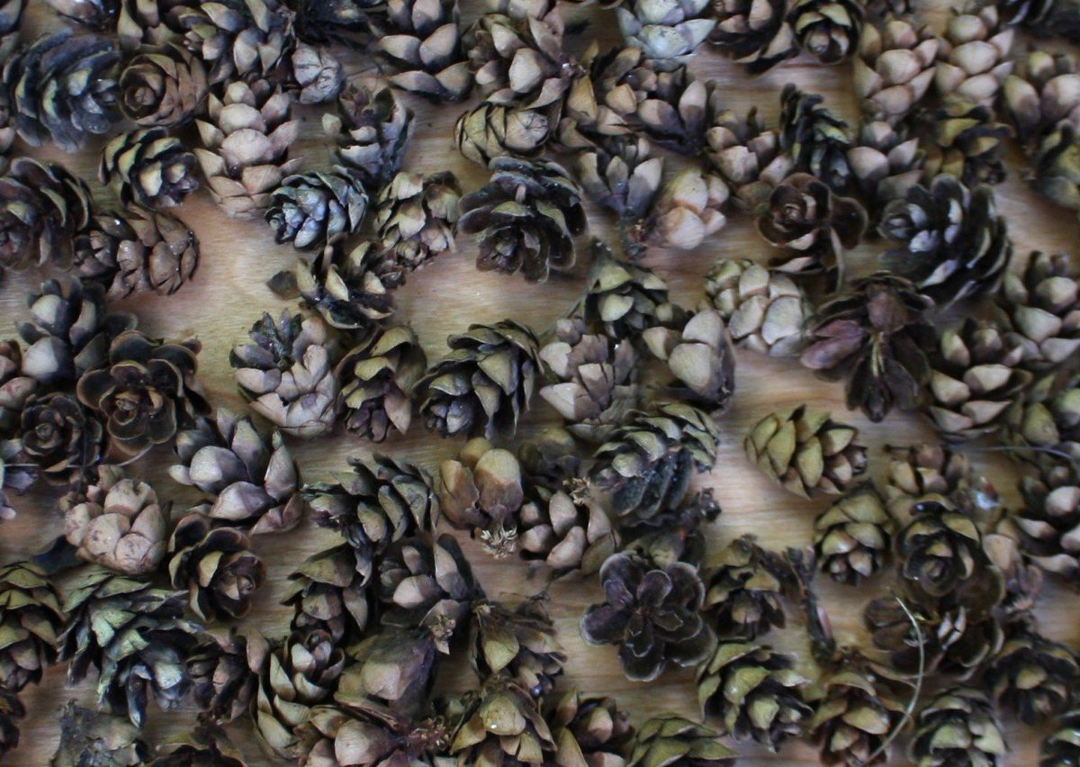 TheCraftStar's tweet photo. 150 Mini Pine Cones!  Great for crafting or home decor
https://t.co/zJEUFcy0H3

#minipinecones #buypineconesonline #pineconehomedecor https://t.co/o92GbSrfag