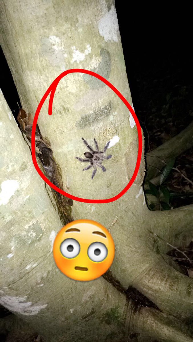 Tarántula 🌸
