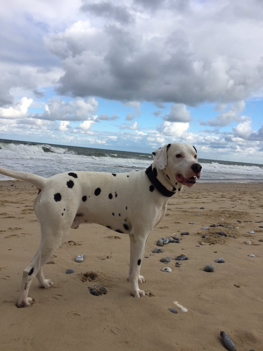 @WordhouseGill Enzo is very good... He is a good boy.