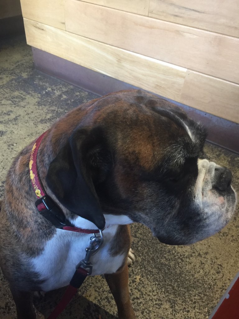 k9sheffield's tweet photo. Sunday lunch @SteamYard . Is this the friendliest place , or what? https://t.co/sH3rCfM3Ye