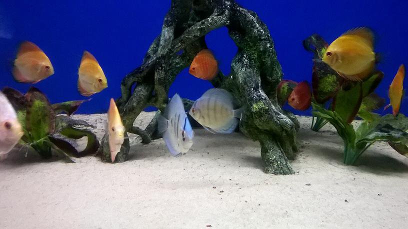 FishFinatics1's tweet image. Lots of beautiful #DiscusFish in stock. Wormed and quarantined for at least 10-14 days prior to sale. Call us on 01704891796 for details