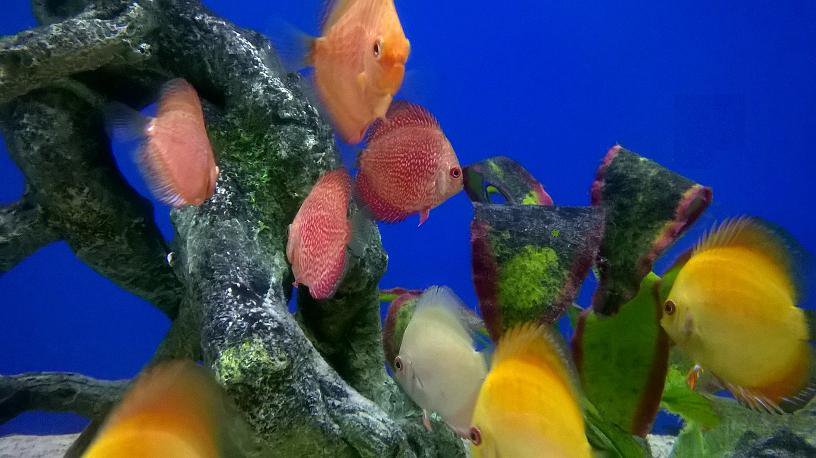 FishFinatics1's tweet image. Lots of beautiful #DiscusFish in stock. Wormed and quarantined for at least 10-14 days prior to sale. Call us on 01704891796 for details