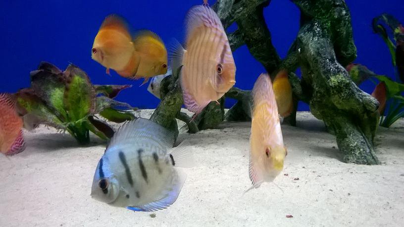 FishFinatics1's tweet image. Lots of beautiful #DiscusFish in stock. Wormed and quarantined for at least 10-14 days prior to sale. Call us on 01704891796 for details