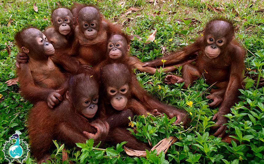 Ectivist_ID's tweet photo. Tingkat kesamaan DNA Orangutan dengan manusia adalah sebesar 96,4% loh! #SundayNakedTruth #Ectivist #AnimalRights https://t.co/B9ePE6rThU
