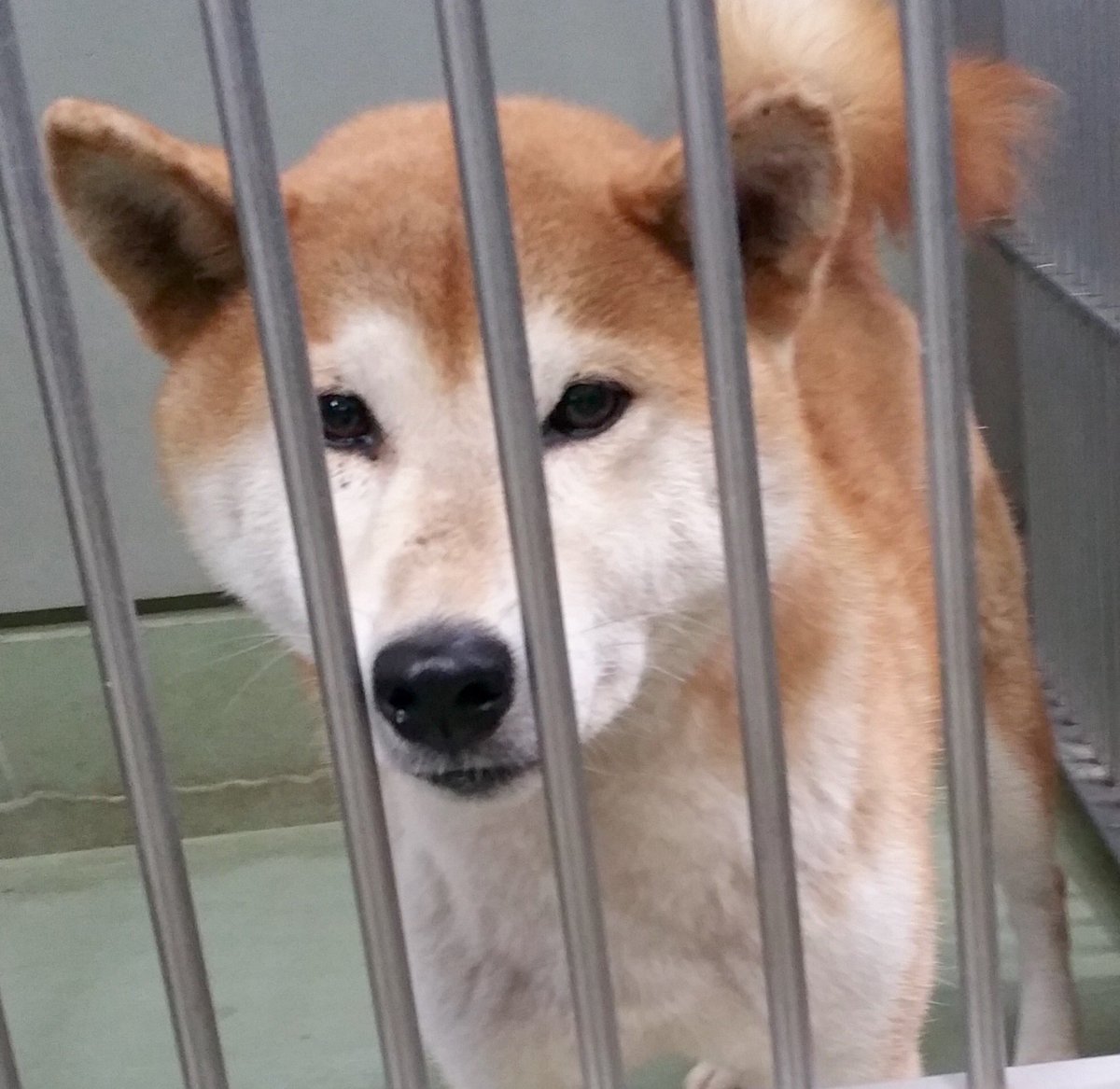 空 T Co Cvotp8klle 里親募集 飼い主様が現れないため里親さんを募集しています 9月30日に美里町川越で保護 柴犬の男の子 6歳 10歳 保護当時赤色の首輪をしていました 性格の素直な子です 宇城保健所 熊本ペット 犬 柴犬 保護犬