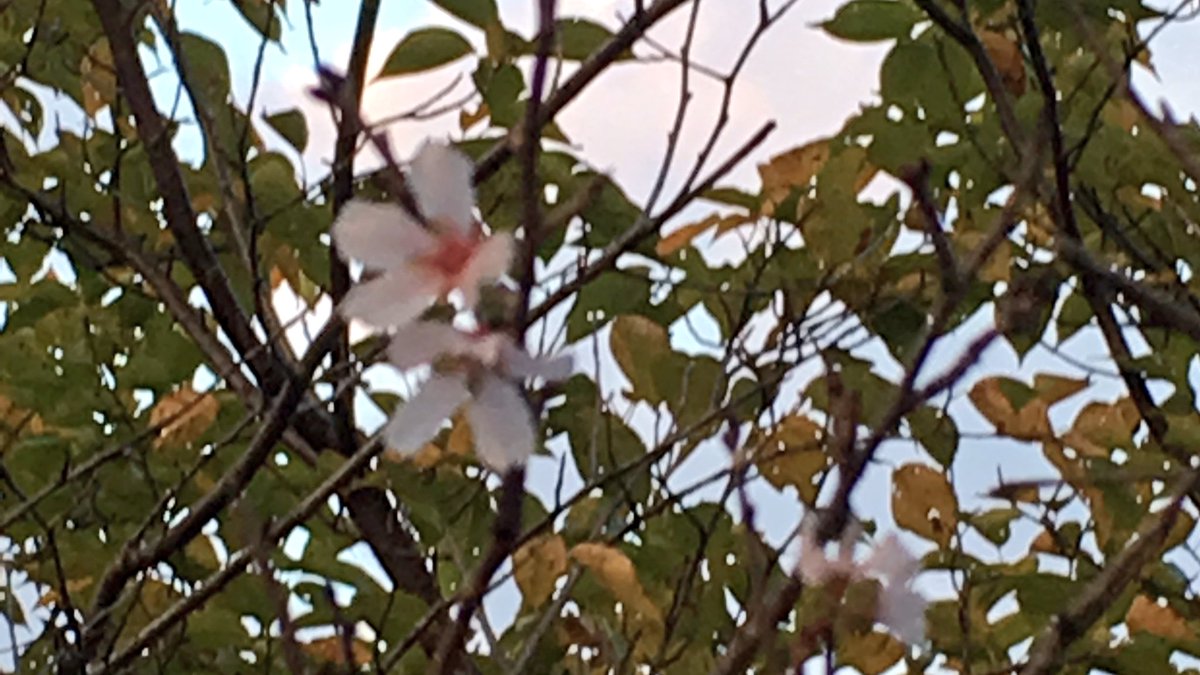 yamauta's tweet photo. 10月だけど、ちょっぴり桜が咲いてた。 https://t.co/U2VgJKwPcK