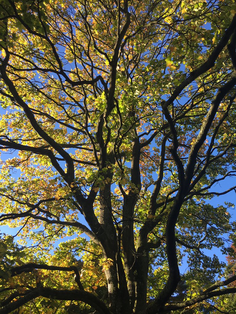 hobokitchen's tweet photo. @barrabest after a day of crap weather the early evening autumn sun was mind blowing! #belmontroad #eastbelfast #autumnsun https://t.co/MoXFTFEKCq