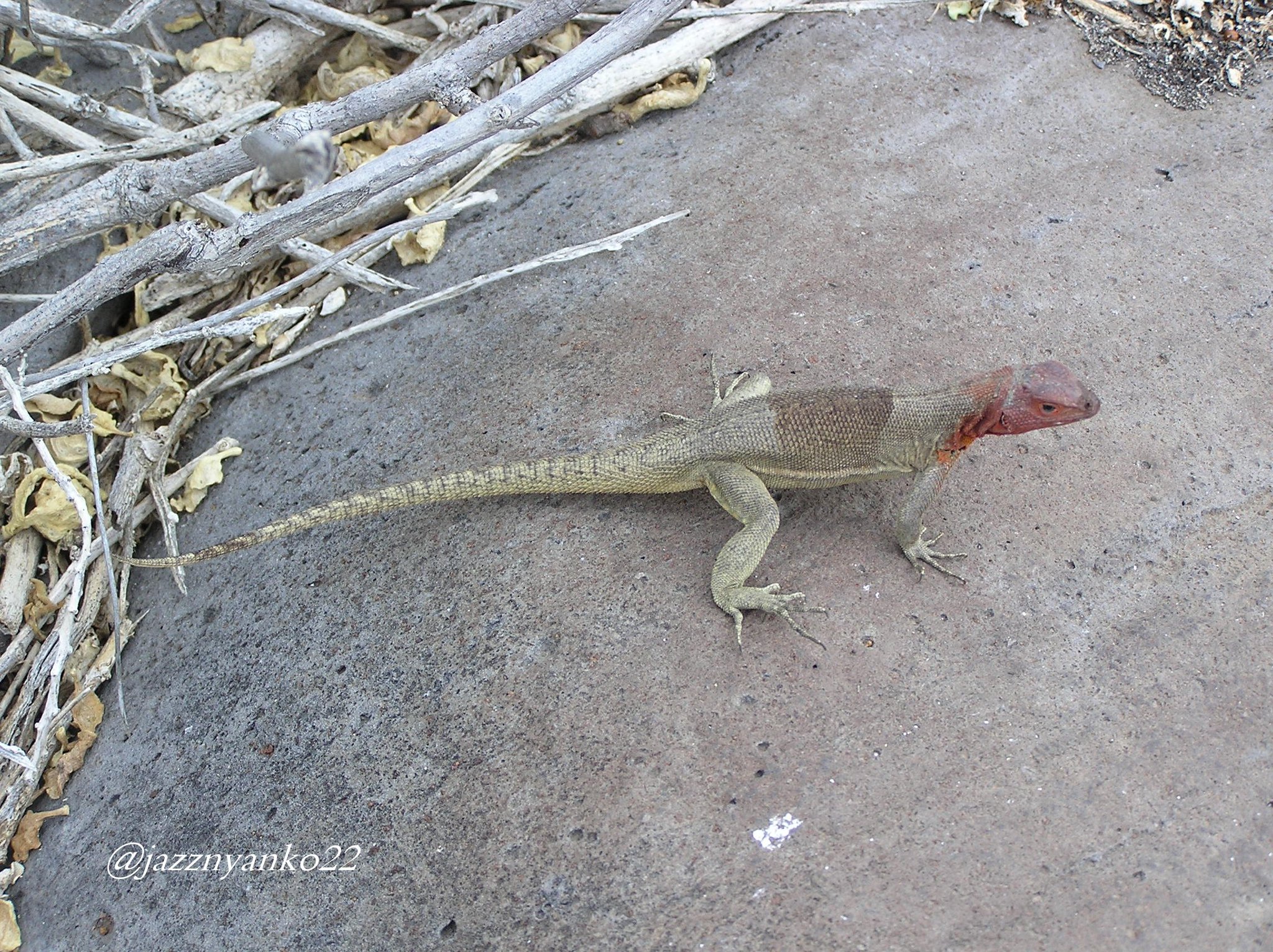 じゃずにゃんこฅ W ฅ エスパニョーラ島にて ヨウガントカゲ ガラパゴス Galapagos ヨウガントカゲ Lavalizard T Co Sqyqukxrty Twitter