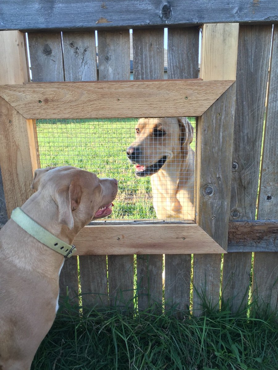 "I built a window in my fence so my dogs can visit with the neighbours dogs." How adorable is this! (Credit:Reddit/ryanispiper) #9Today