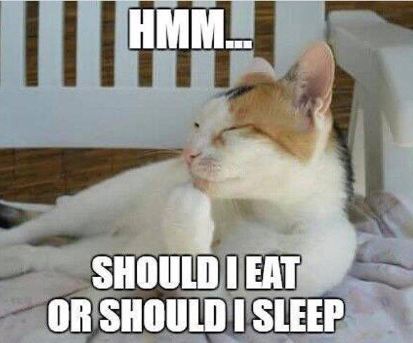 Cuddlzbar's tweet photo. #Sunday be like.... https://t.co/E7Ztugn5GQ