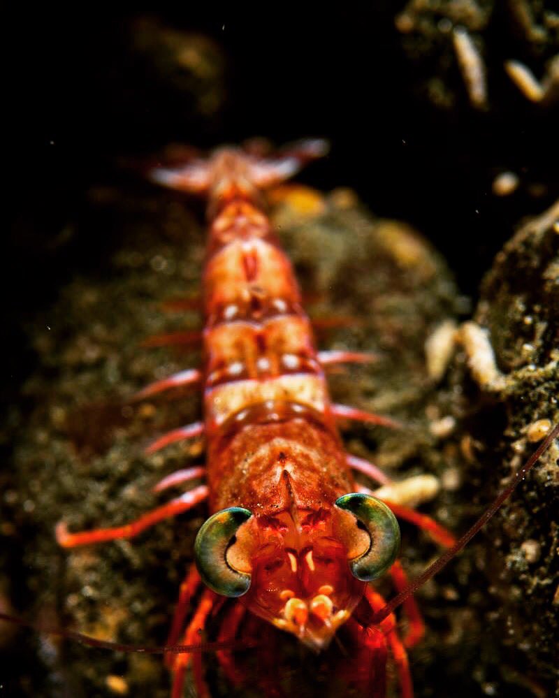 Tethys_Images's tweet photo. Nocturnal shrimp on the black sands of Milne Bay, #PapuaNewGuinea https://t.co/A1K7vaoWTI