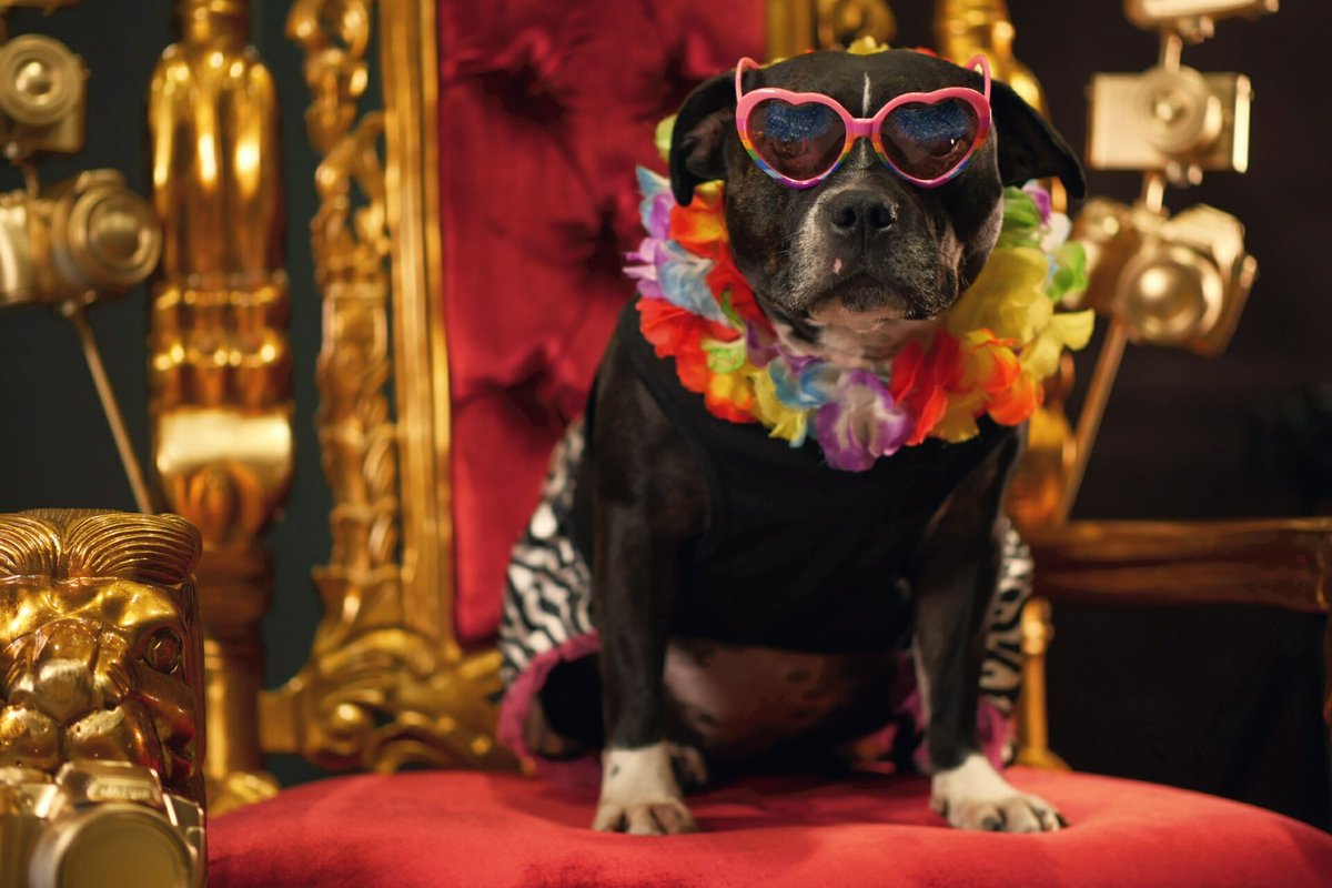 damiendemolder's tweet photo. Princess Cleopatra in the house. #DigitalSplash16 #dog #camerathrone #sunnies https://t.co/GFfumWrOwt