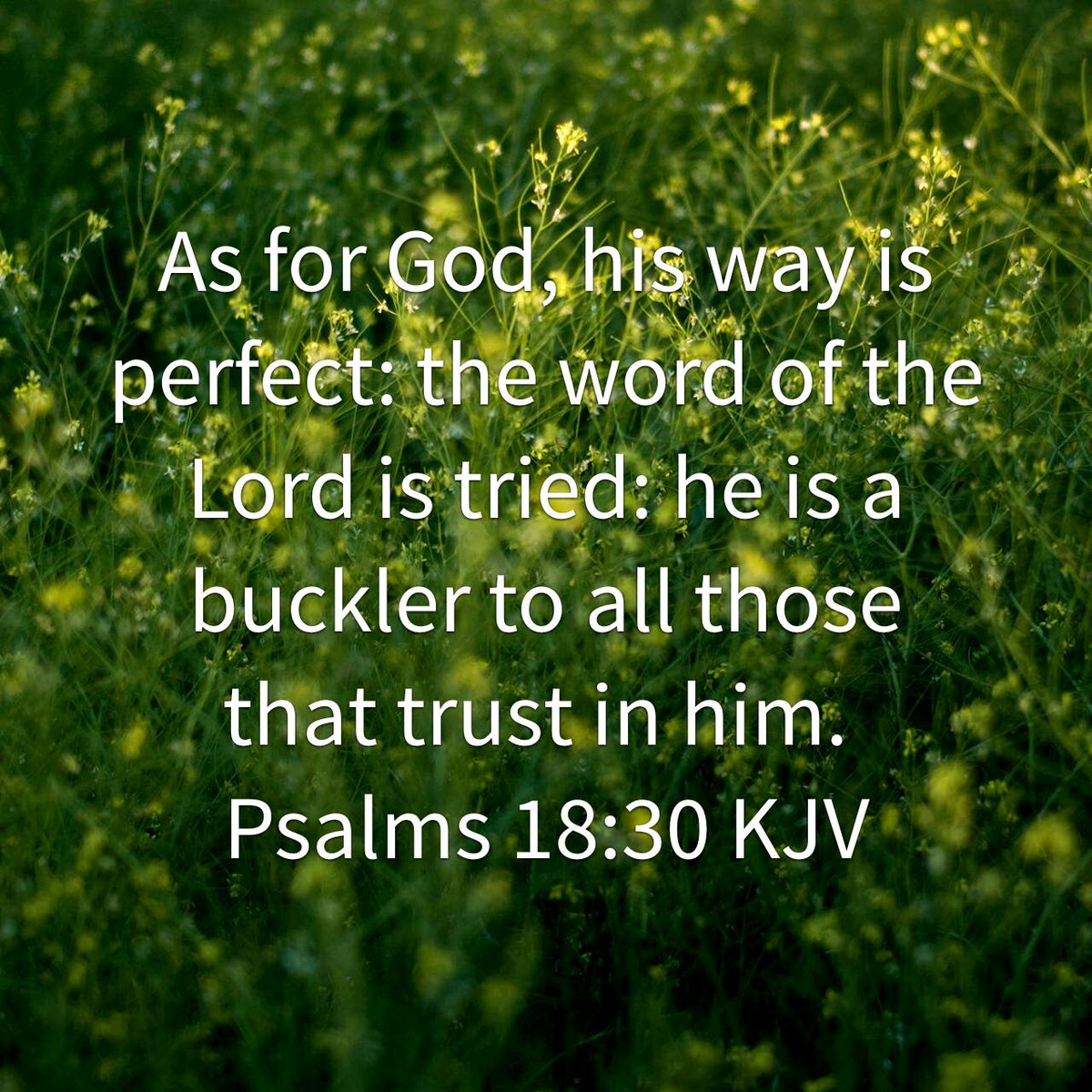 curtleeeightyt's tweet image. As for God, his way is perfect: the word of the Lord is tried: he is a buckler to all those that trust in …
bible.com/1/psa.18.30.KJV