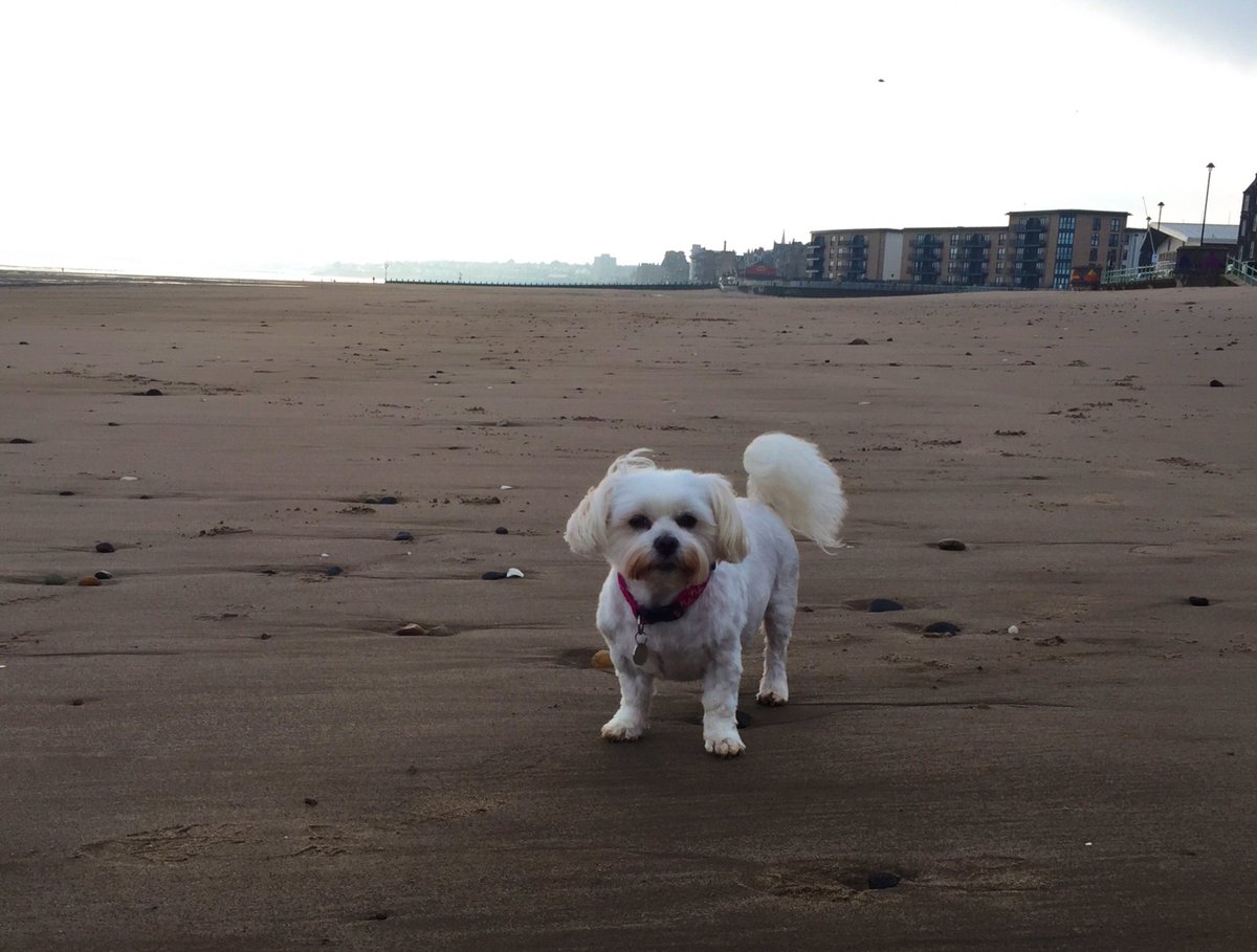 MissMollyDug's tweet photo. Local beach clear!*salute* #zshq #dogsoftwitter #puppypatrol #maltese #beach #Edinburgh https://t.co/7URGOH3hud