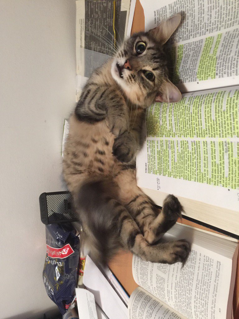 PastorPaulE's tweet photo. My study partner this morning. It's really hard to read with her. https://t.co/4Yz3wsbq0Y