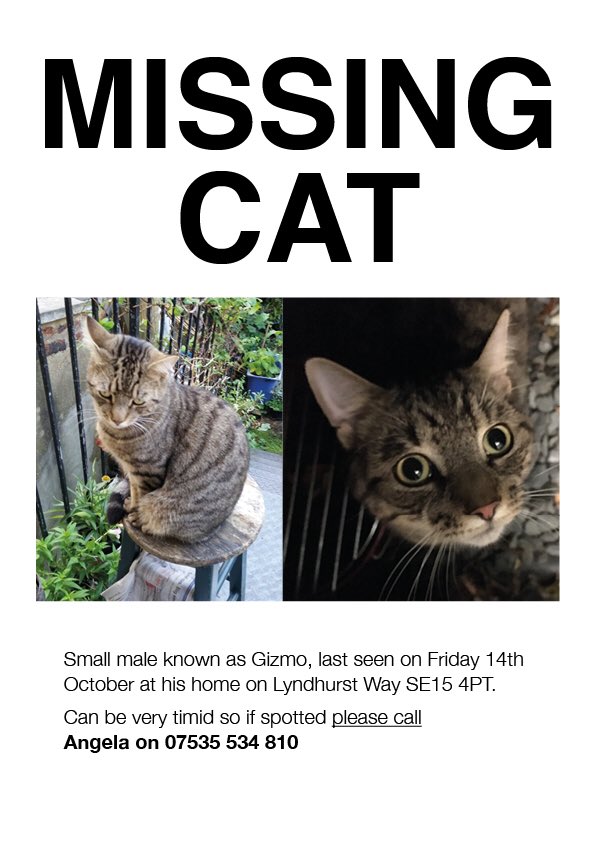 #Peckham #EastDulwich please help find missing cat Gizmo <a href="/peckhampeculiar/">THE PECKHAM PECULIAR</a> <a href="/dulwichdiverter/">THE DULWICH DIVERTER</a> please RT #missingcat #SE15