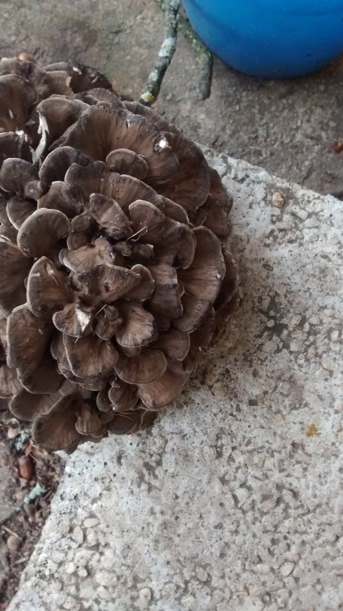 Mums agrāk neredzēta dižsēne. Sēņu konglomerāts. Julita Kluša <a href="/dziedava/">Julita Kluša</a> varbūt no bildēm atpazīst? Uzauga pie ozola saknēm Jūrmalā.