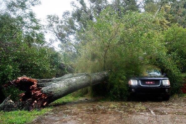 RunJosephRun's tweet photo. When you ask for proof that trees reduce carbon emissions #stormageddon #BCstorm #HurricaneMatthew https://t.co/NzmdbmE2tx