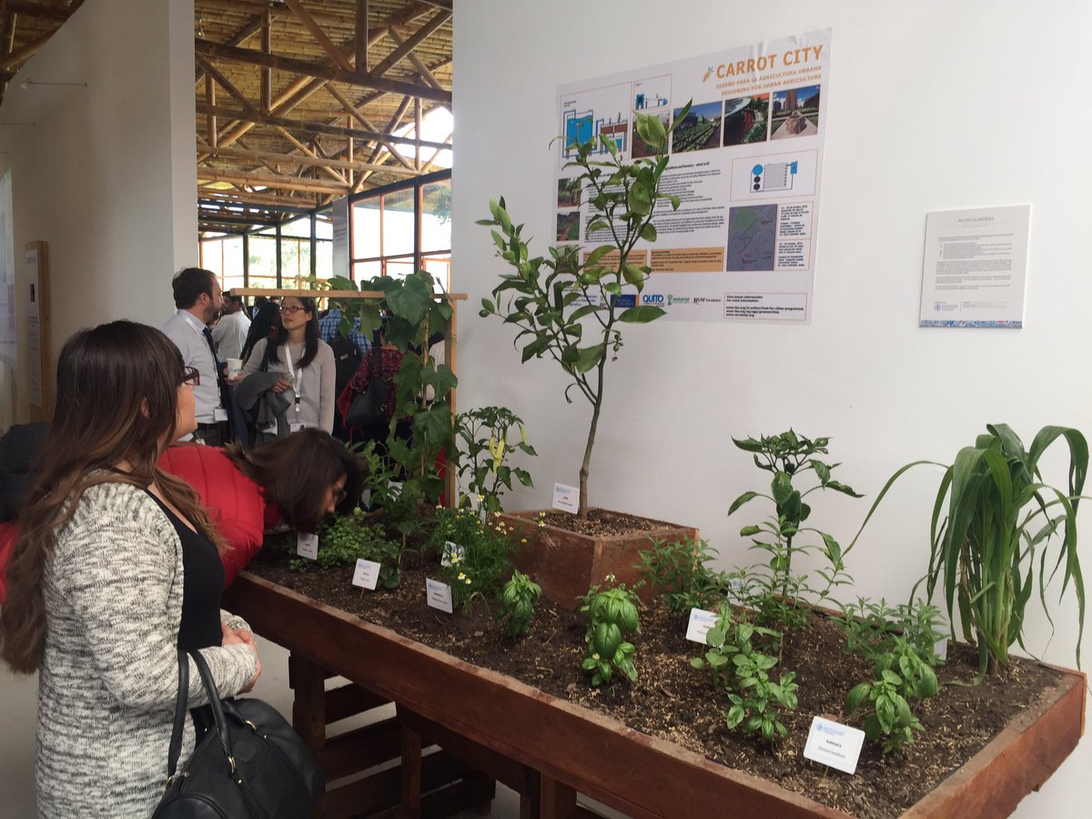 toriokner's tweet photo. A vistitor to UN Pavilion stops to  smell the pepeinos #carrotcity #FAO #foodforcities #Habitat3 https://t.co/C5HQPPxvGh