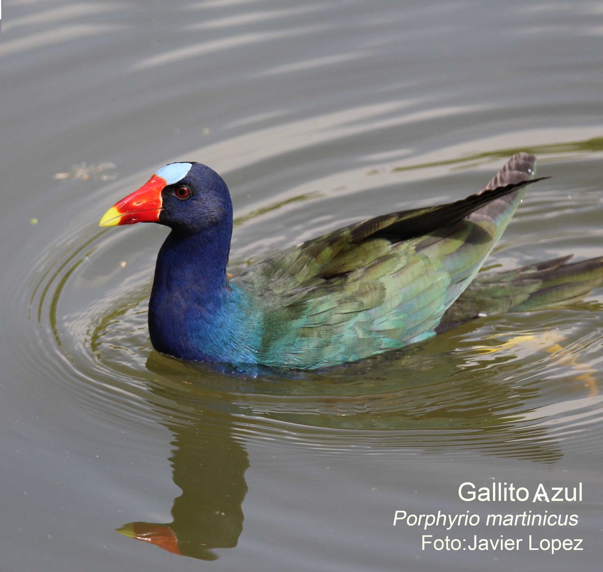 Audubon_VZLA's tweet photo. #ConociendoLasAvesDeVenezuela #GallitoAzul 
#PorphyrioMartinicus 
#PurpleGallinule  
Foto: Javier López
Conoce más:
https://t.co/Tp1chKTpEs https://t.co/SLrAaBLNbR