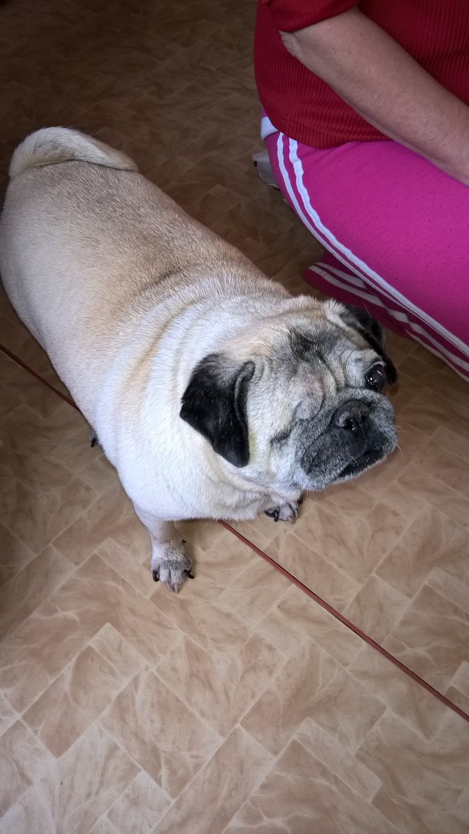 Adelka188's tweet photo. Kettynka čeká na dobrůtku 😁 🤣🐶🐾 https://t.co/A2AMNjsP8V
