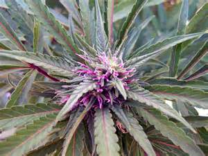 420cannabisseed's tweet photo. Another stunner for the ladies
#PinkBuds https://t.co/iuwHuC6jMt