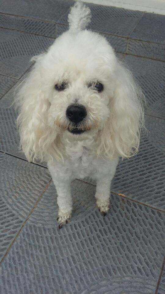 germainfrnr's tweet photo. Mon chien à disparu à Berck ce midi avenue Quetier. Si vous la retrouvez merci de me prévenir en Privé. Elle est pucée. Merci de partager. https://t.co/Wcq3jX7ZMR