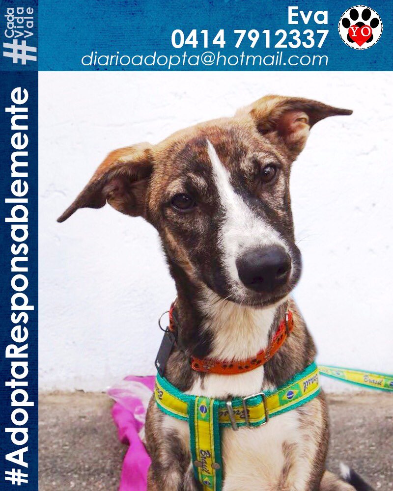 La resguardamos para esterilizarla pero no deseamos que vuelva a la calle! Nos URGE HogarTemp(llevamos su comida) <a href="/PetsProVe/">PetsPro Venezuela</a>