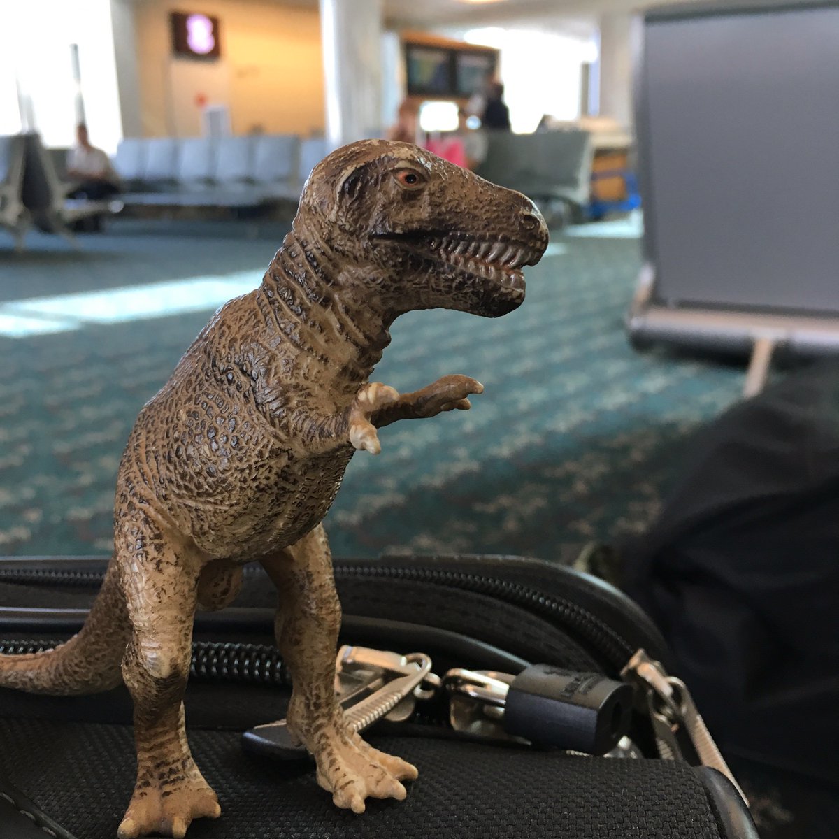 T.Rex finds airports great for people snack— er, watching.